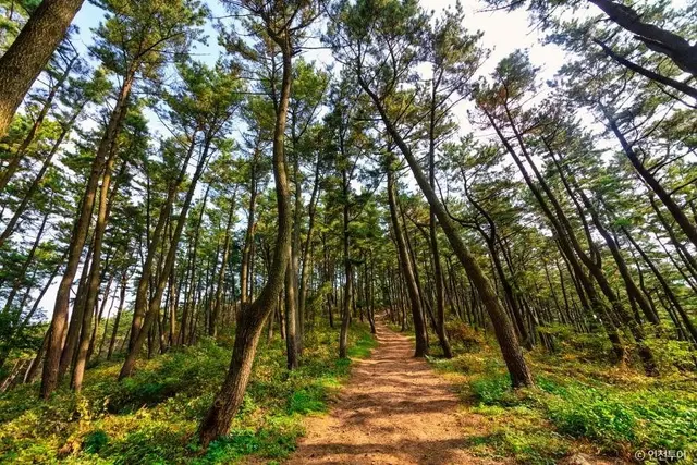 승봉산림욕장 사진