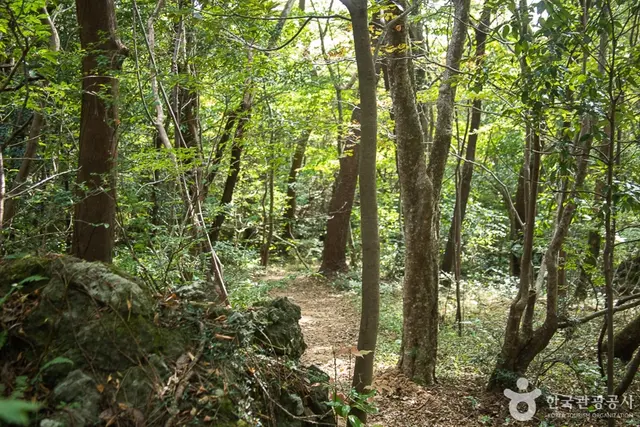 서귀포자연휴양림 사진