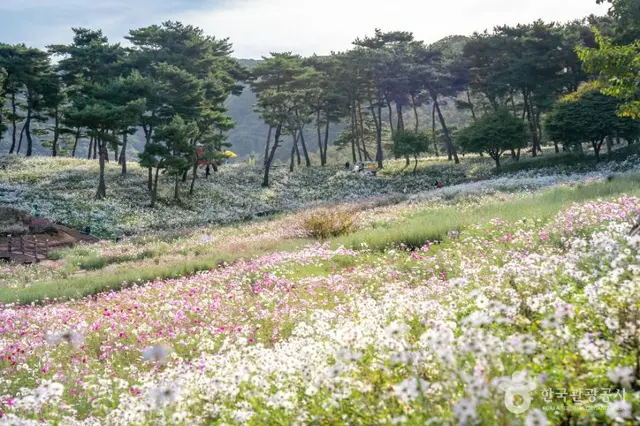정읍 구절초 지방정원 사진