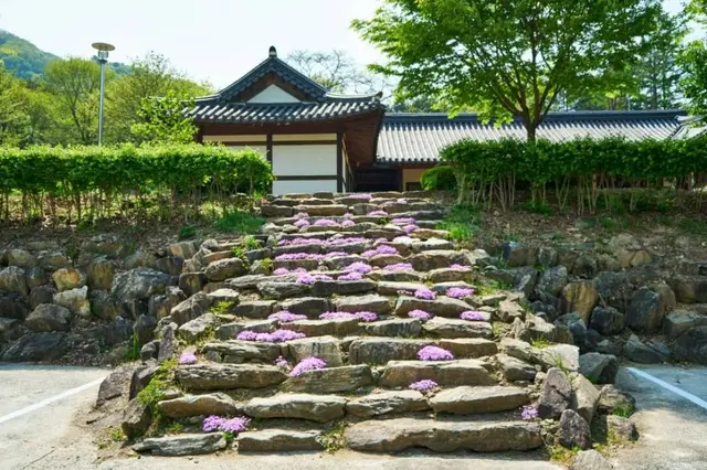 화천 산약초 마을 사진