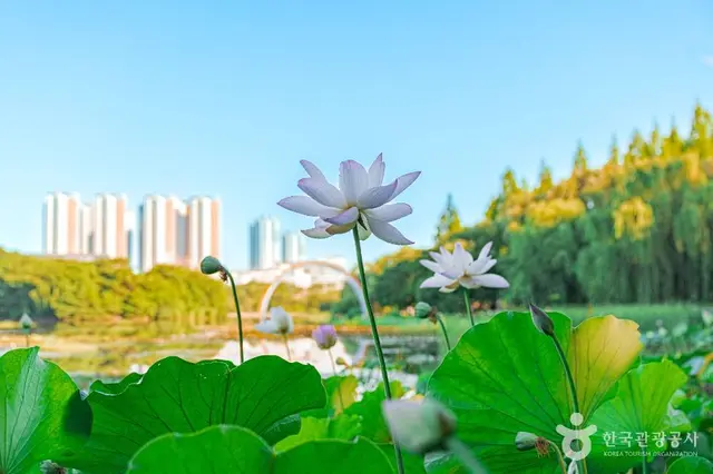 일산호수 사진