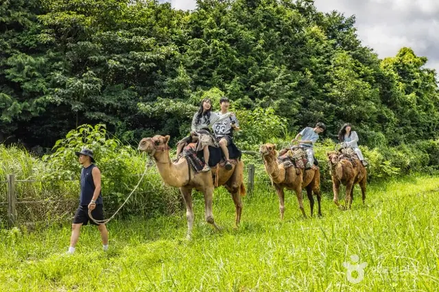 낙타트레킹 사진