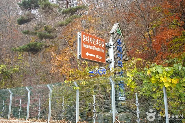 국립 용대자연휴양림 사진