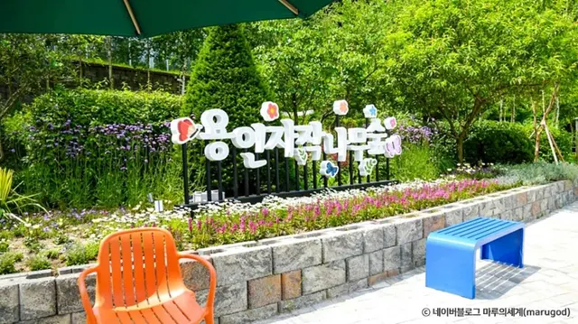 용인자작나무숲 사진