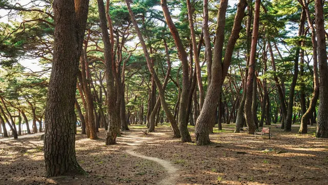 하동송림공원 사진