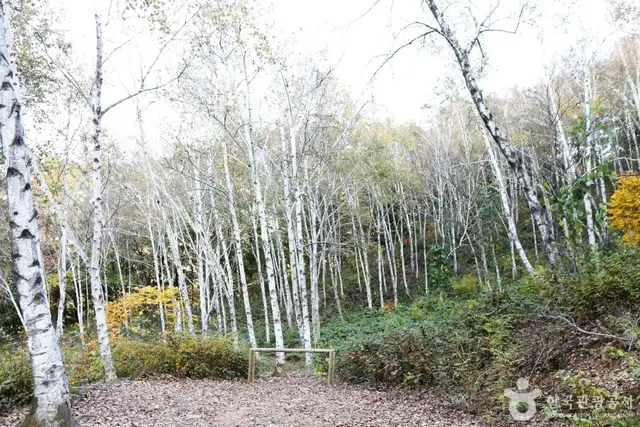 서후리숲 사진