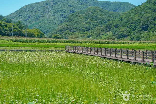 상리연꽃공원 사진