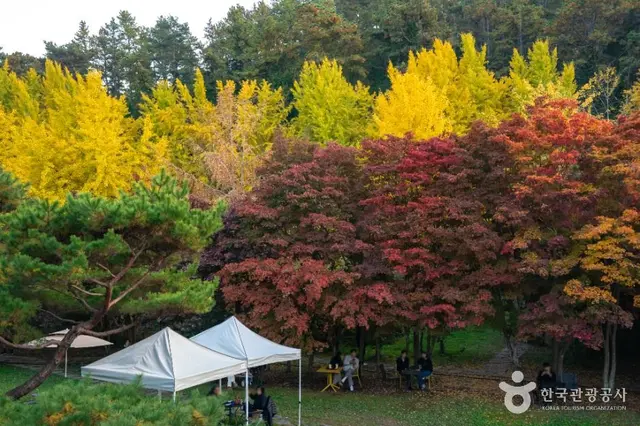 나주은행나무수목원 사진