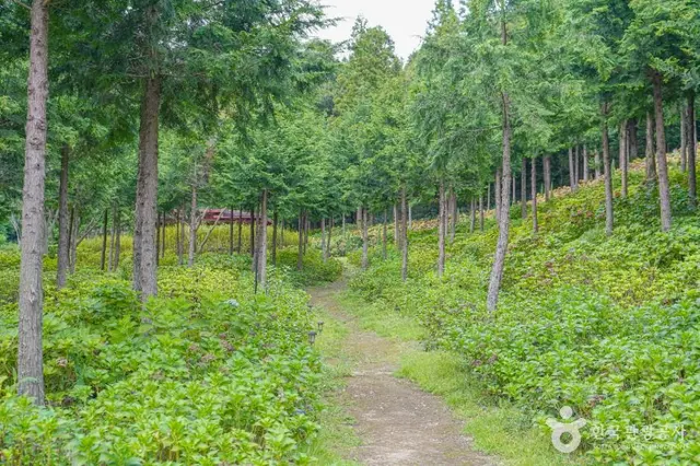 숲정원 윤제림 사진