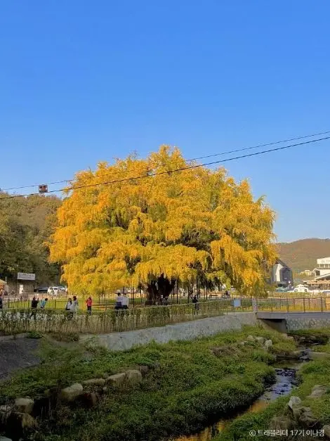 인천 장수동은행나무 사진