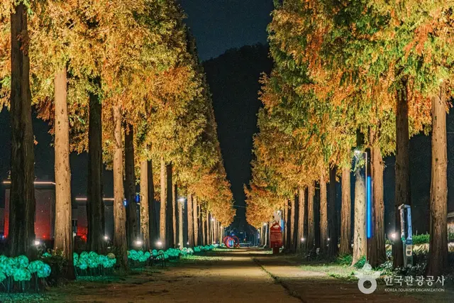 덕산 메타세쿼이아길 사진