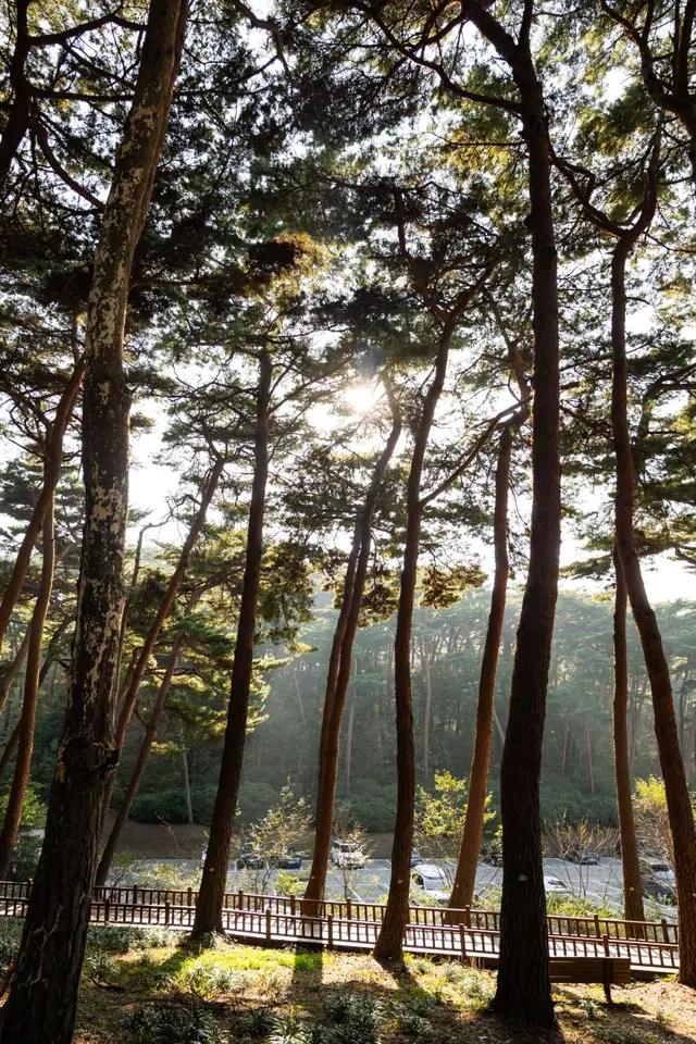 안면도자연휴양림 사진