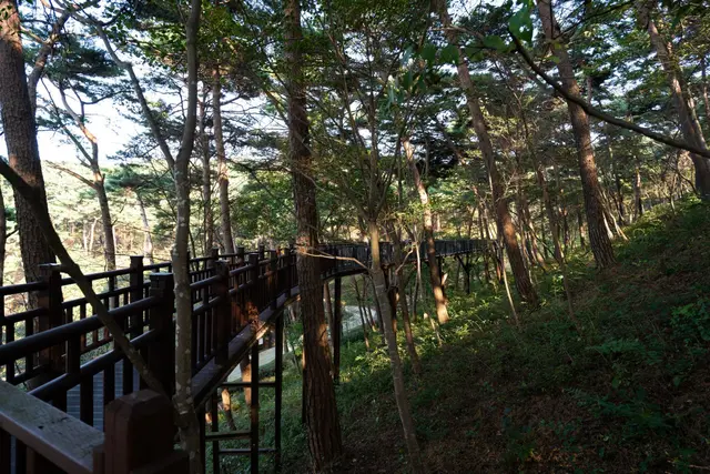 안면도자연휴양림 사진