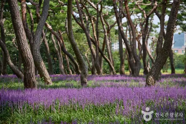 황성공원 사진