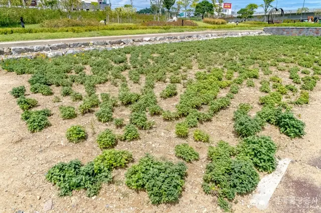 양양남대천체육공원 사진