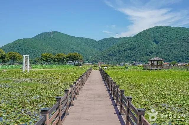 상리연꽃공원 사진