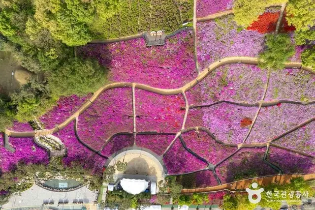 철쭉동산 사진