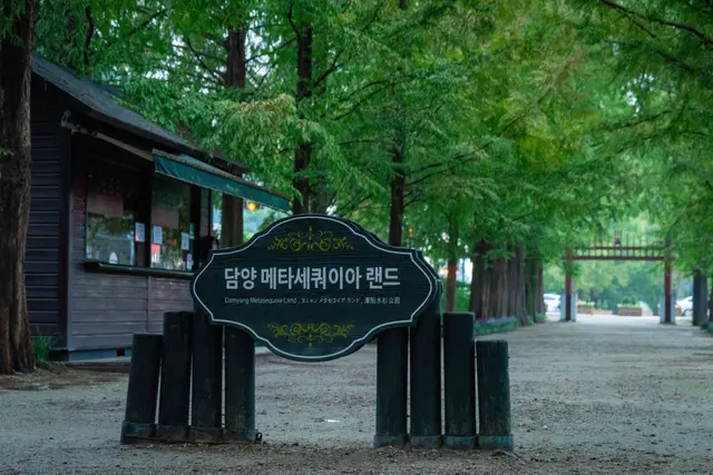 담양 메타세쿼이아길 사진