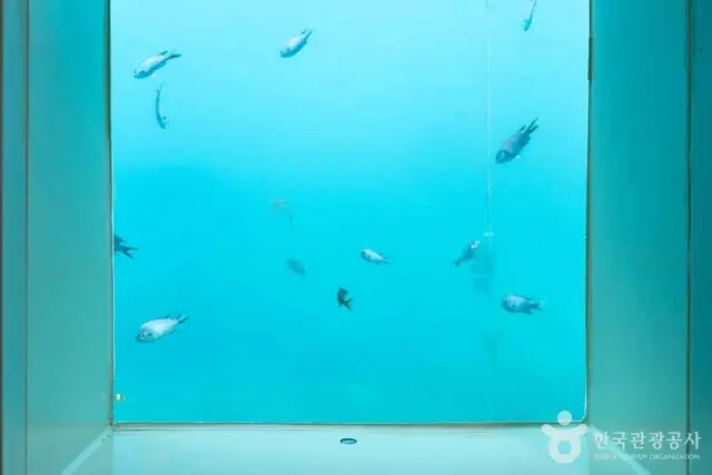 천부해중전망대 사진