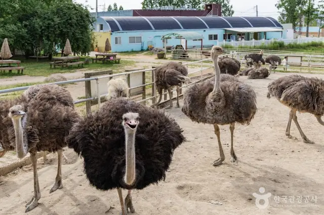 우농타조농장 사진