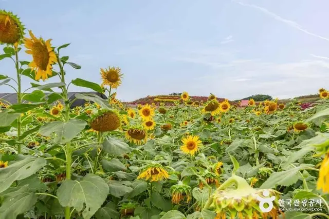 맨드라미정원 사진
