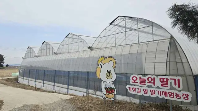 오늘의 딸기 사진