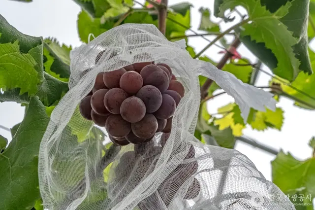 오하포도농원 사진