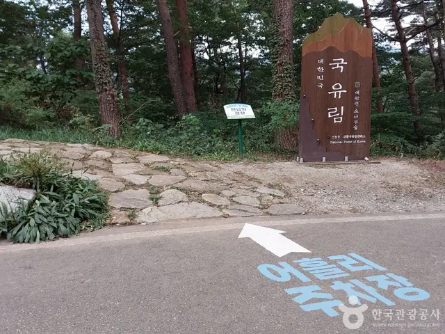 국립대관령자연휴양림 사진