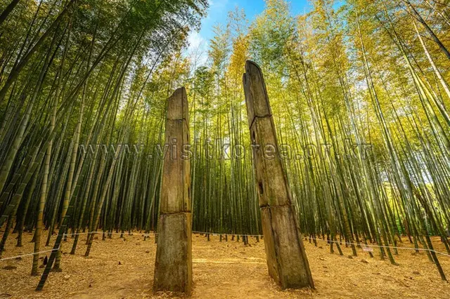 아홉산숲 사진