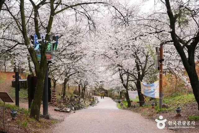 초평호 미르309 출렁다리 사진