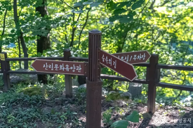 국립대관령자연휴양림 사진