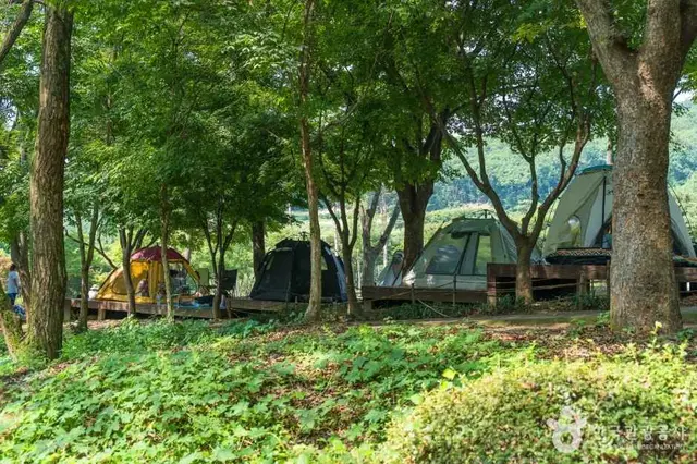 용인자연휴양림 사진