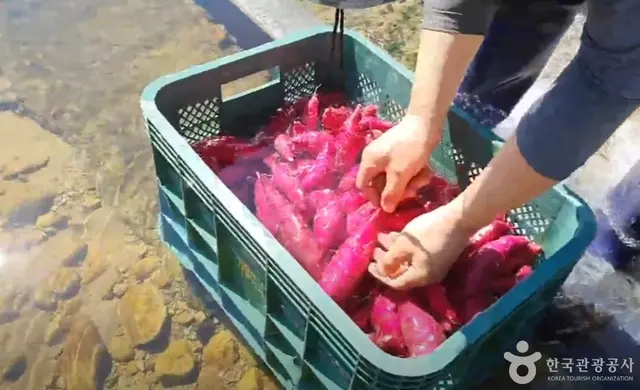 큰삼촌농촌체험 사진