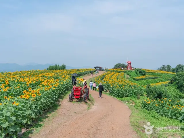 강주 해바라기마을 사진