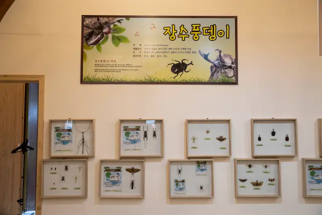 담양곤충박물관 사진