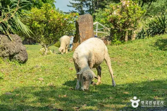 제주양떼목장 사진
