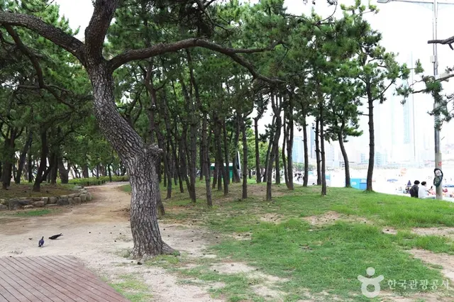 송림공원 사진
