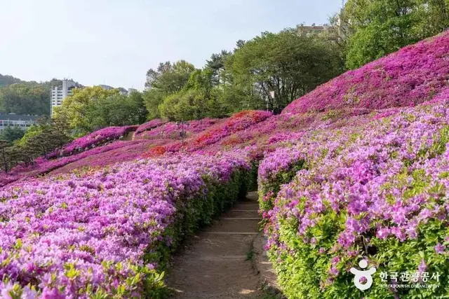철쭉동산 사진