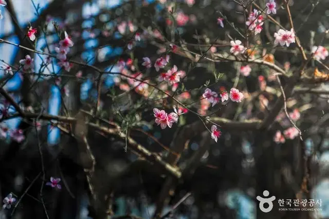 화성시 우리꽃 식물원 사진