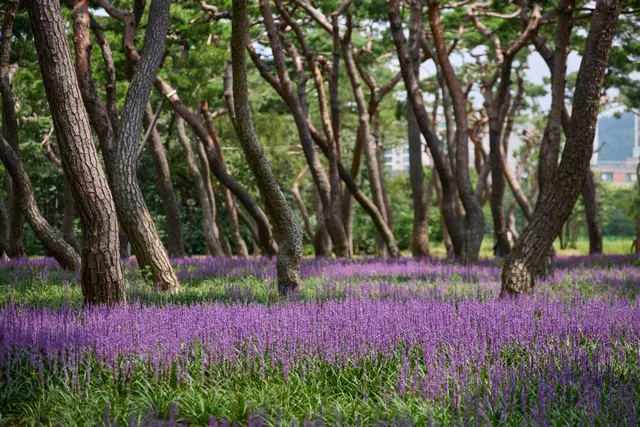 황성공원 사진