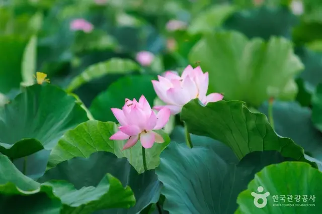 시흥 연꽃테마파크 사진