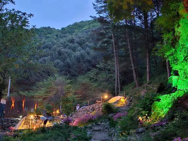 그린필로우 사진