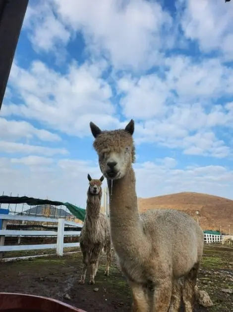새별프렌즈 사진