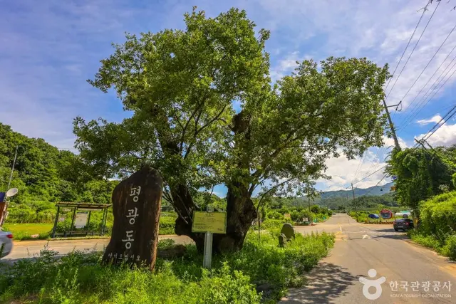 평광동 사과마을 사진