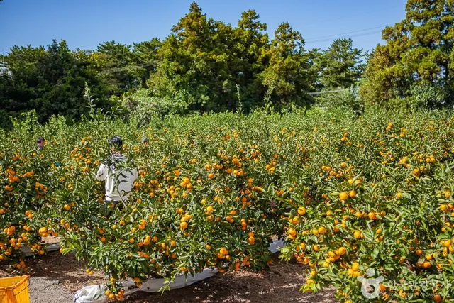 맛동산 감귤체험농장 사진