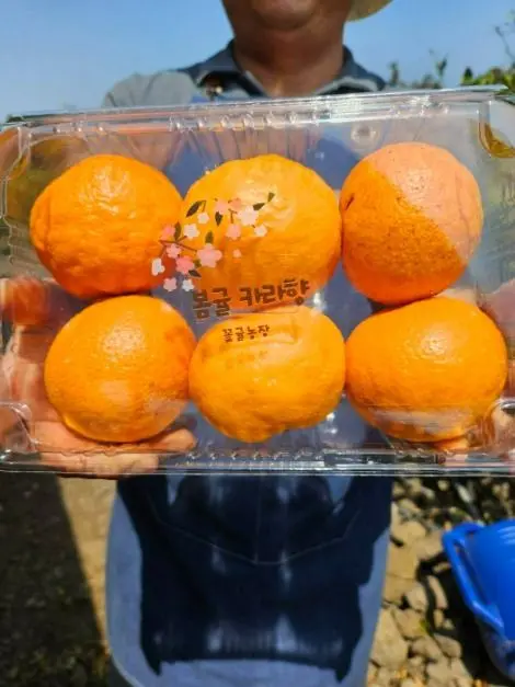 꽃귤농장 사진