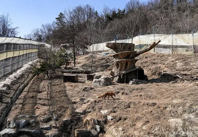 여우 생태관찰원 사진