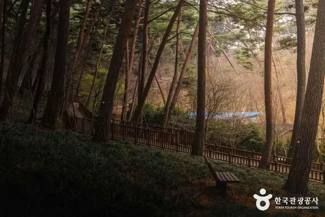 안면도자연휴양림 사진