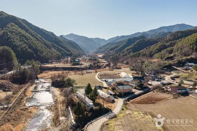 삼척 가시오가피마을 사진