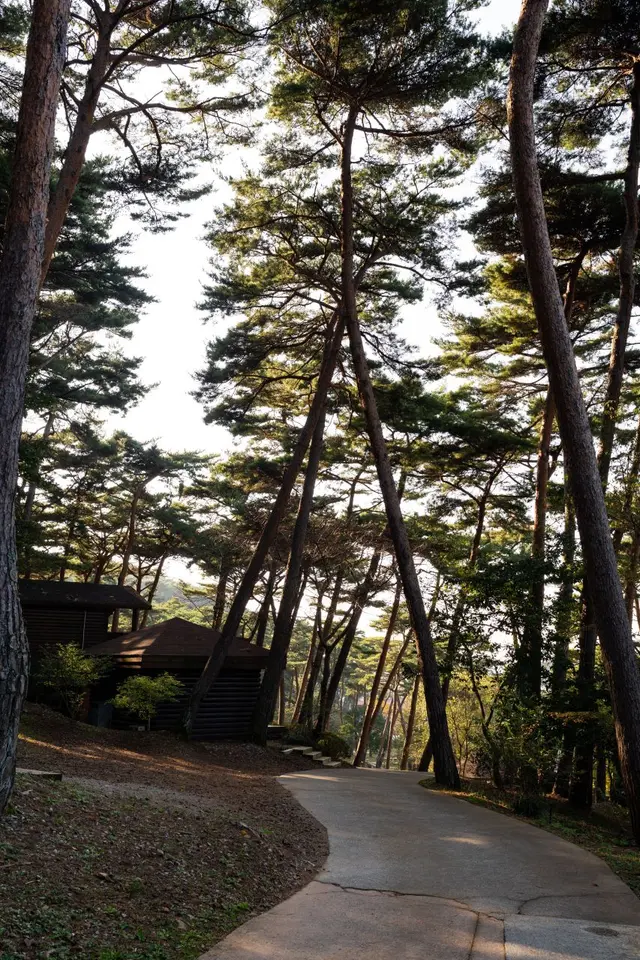 안면도자연휴양림 사진